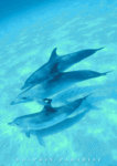 Dolphins Paradise - 3 Dolphins In The Deep Blue Sea Mini A2 Paper Poster
