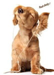 Yeah Baby - Ipod Golden Retriever Puppy Mini A2 Paper Poster
