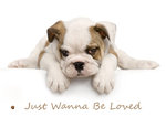Just Wanna Be Loved Puppy Mini A2 Paper Poster