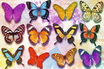 Butterflies - Maxi Paper Poster