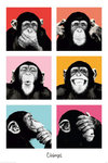 Monkey Business - Chimps Pop Art - V - Maxi Paper Poster
