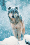 Grey Wolf Snow - Maxi Paper Poster