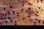 Laminated - Lotus Pond - Maxi Poster