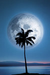 Dreamland Moonlight Palm Tree Maxi Paper Poster