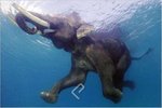 Elephant Under Water - Maxi Paper Poster