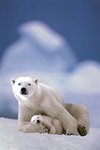 Polar bear & Baby - Maxi Paper Poster