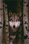 Grey Wolf, Woodland - Maxi Paper Poster
