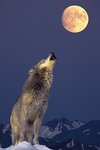 Grey Wolf, Howling at the Moon - Maxi Paper Poster
