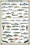 Freshwater Fish - Maxi Paper Poster