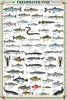 Freshwater Fish - Maxi Paper Poster