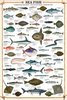 Sea Fish - Maxi Paper Poster