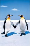 Penguin Love - Maxi Paper Poster