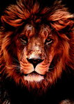 African Lion Face Close Up Maxi Paper Poster