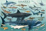 Sharks Chart - Maxi Paper Poster