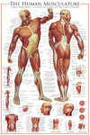 The Human Musculature - Maxi Paper Poster