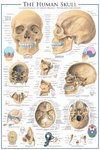 The Skull - Maxi Paper Poster