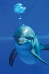 Dolphin Bubbles - Maxi Paper Poster